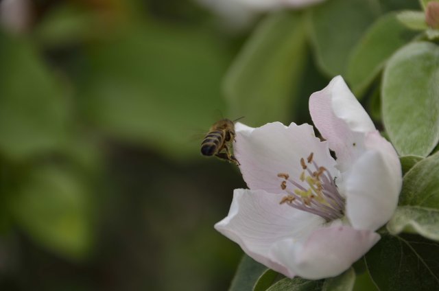 Et s'il n'y avait que les éléphants ! zonzonna l'abeille &copy;© Alain Sagault 2015